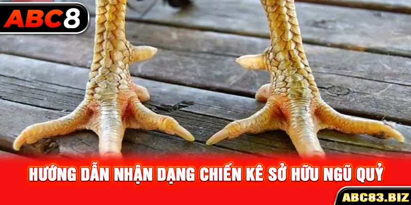 Hướng dẫn nhận dạng chiến kê sở hữu ngũ quỷ 